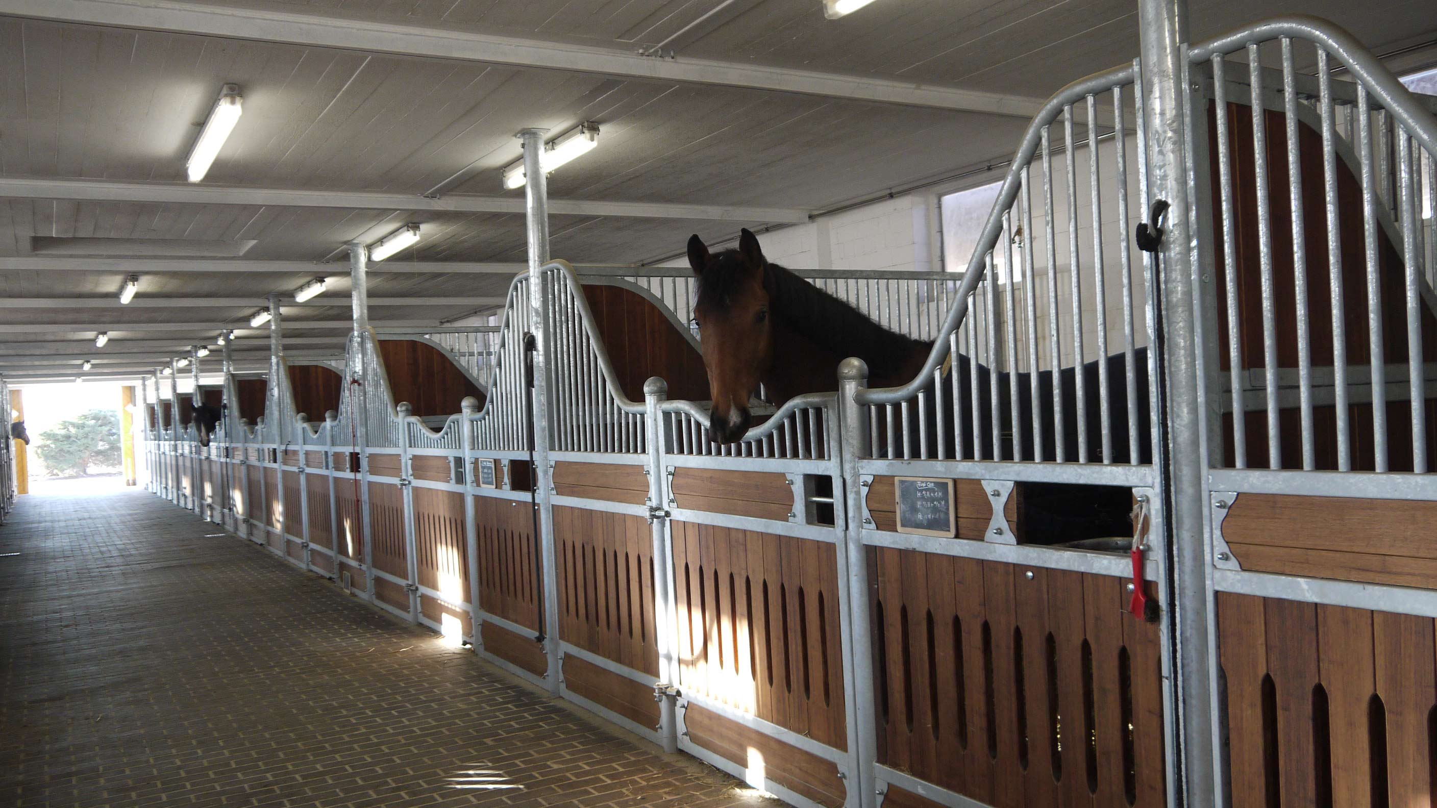 Pferd in einem modernen Stall, ruhig, braun, lichtdurchfluteter Raum, strukturierte Stallwände.