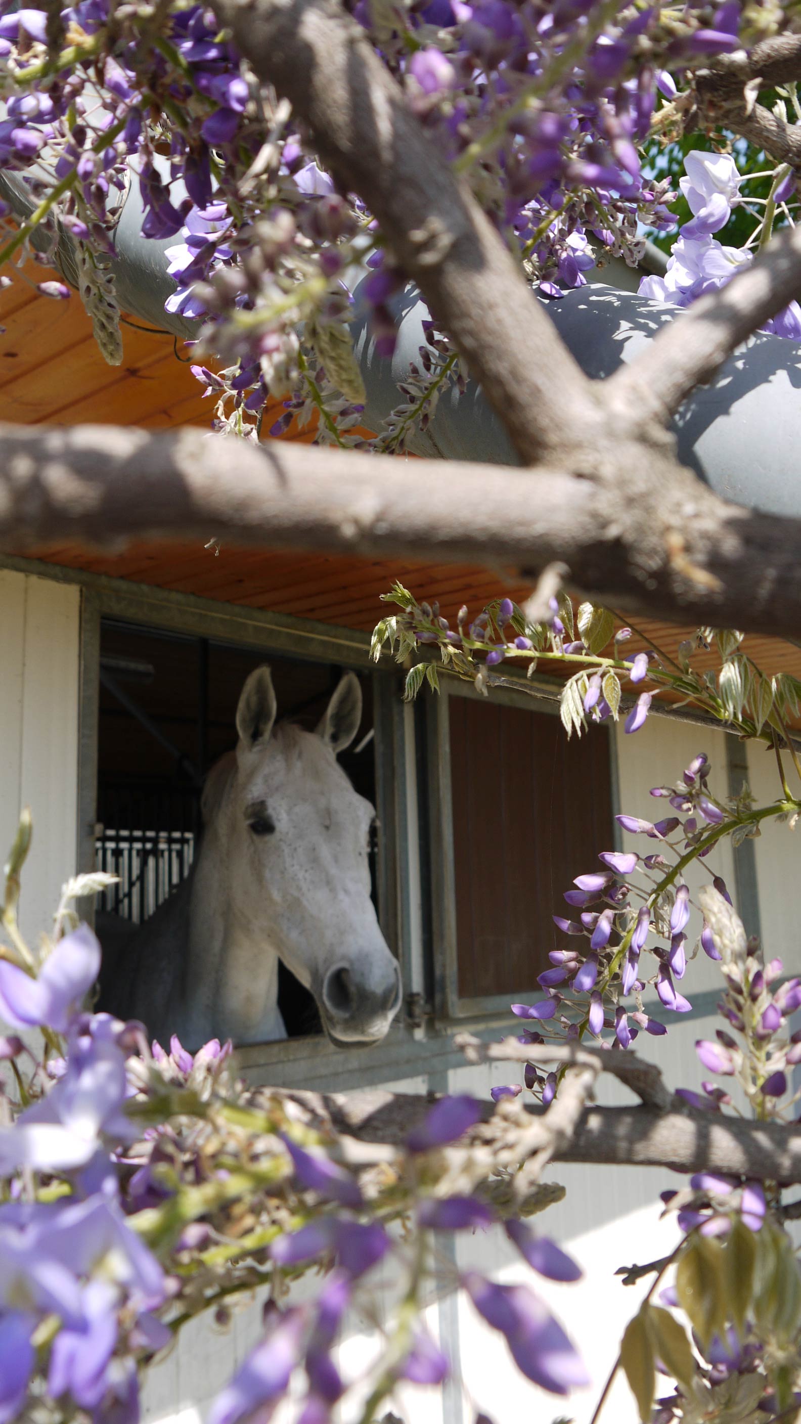 Graues Pferd schaut aus einem Fenster, umgeben von violetten Blütenzweigen, friedlicher Ausdruck.