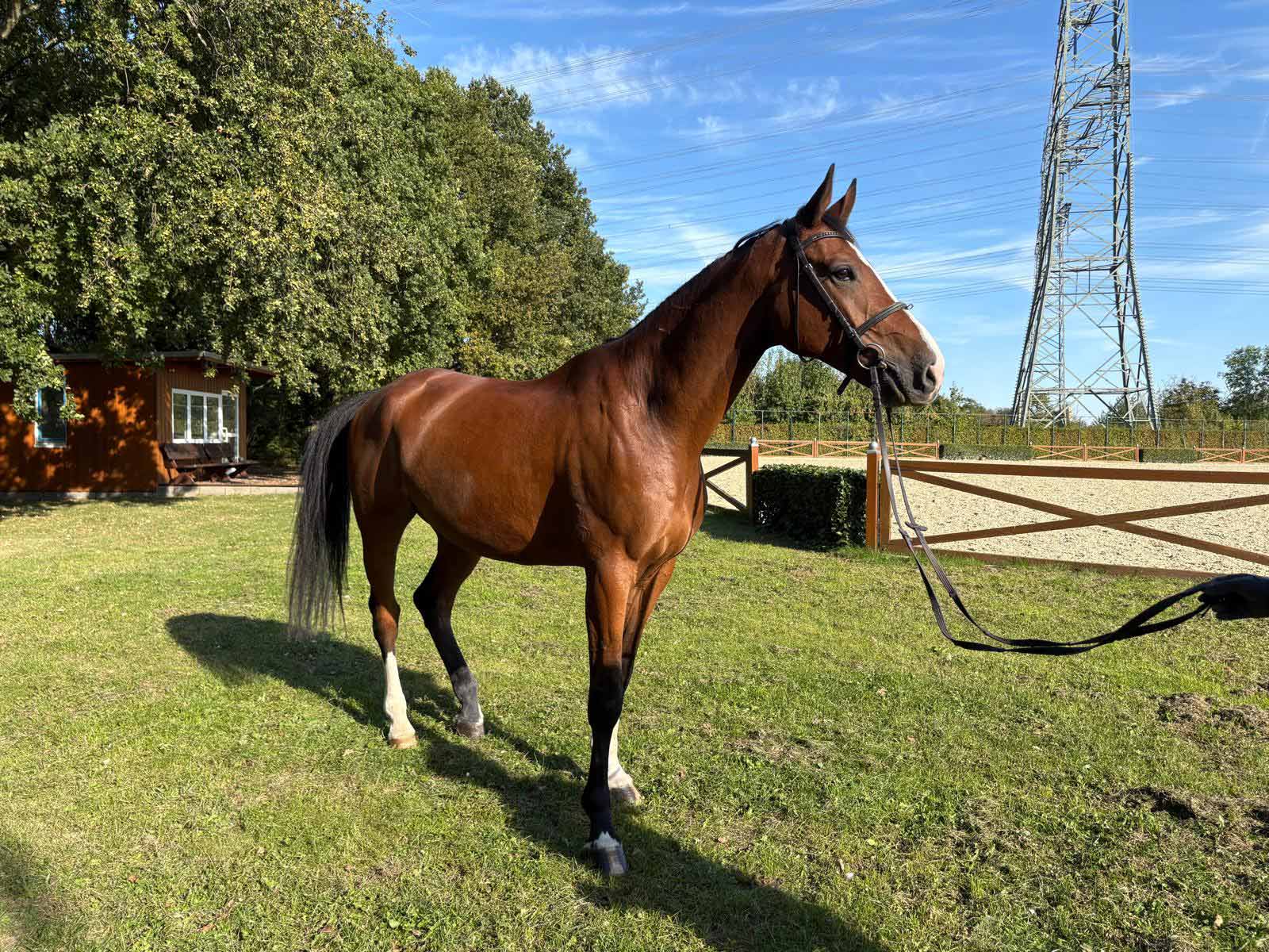 Ein braunes Pferd mit weißem Bein steht wachsam auf einer sonnigen Wiese
