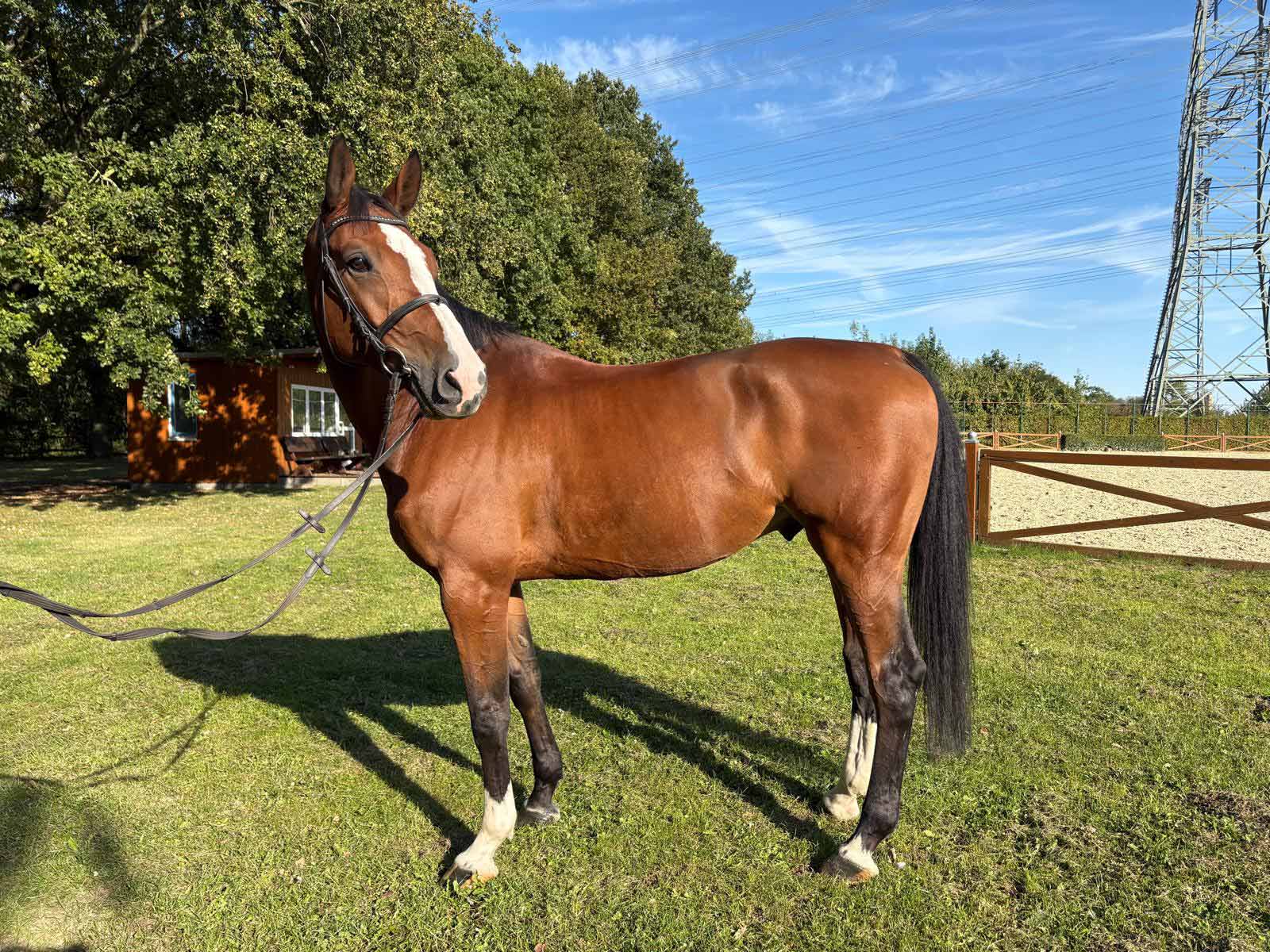 Braunes Pferd mit weißer Blesse steht aufmerksam im Sonnenschein auf einer Wiese