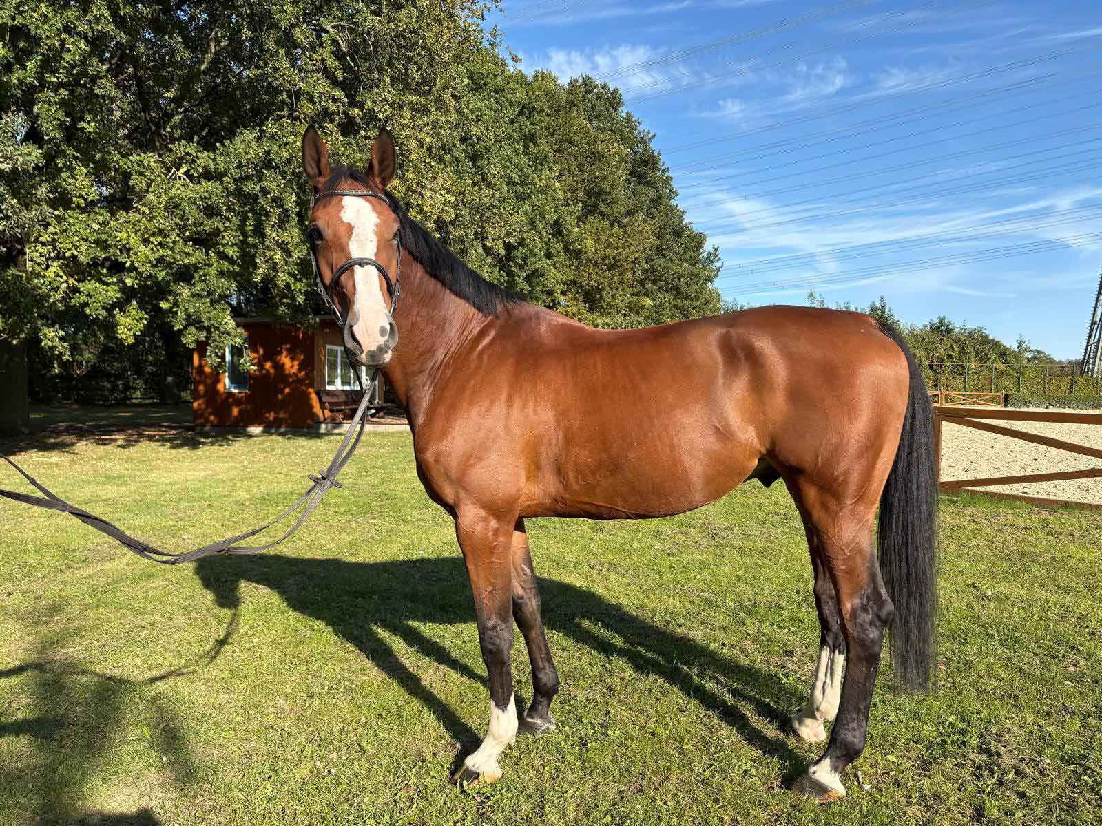 Braunes Pferd mit weißer Blesse steht aufmerksam auf einer sonnigen Wiese